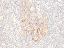 CD79B Antibody (IGB/2555) - Azide and BSA Free, Novus Biologicals 100 &mu;g | Buy Online | Novus Biologicals | Fisher Scientific